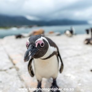 B&b photography cape town