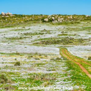 B&b photography cape town
