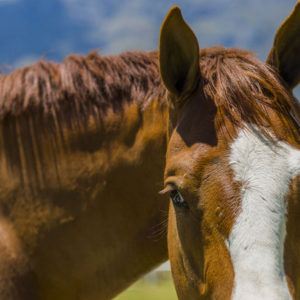 Commercial Farm Photographer_Cape Town_01