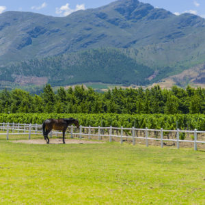 Commercial Farm Photographer_Cape Town_01