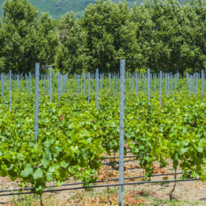 Commercial Farm Photographer_Cape Town_01