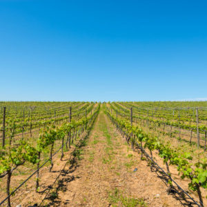 Farm & Agriculture Photographer_Cape Town_42