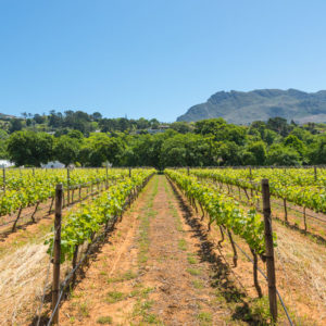Farm & Agriculture Photographer_Cape Town_42