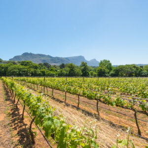Farm & Agriculture Photographer_Cape Town_42