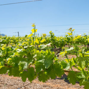 Farm & Agriculture Photographer_Cape Town_42