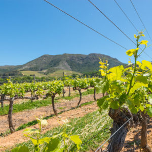 Farm & Agriculture Photographer_Cape Town_42