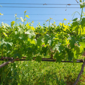 Farm & Agriculture Photographer_Cape Town_42