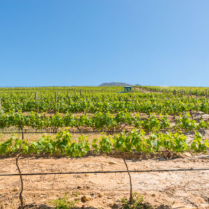 Farm & Agriculture Photographer_Cape Town_42