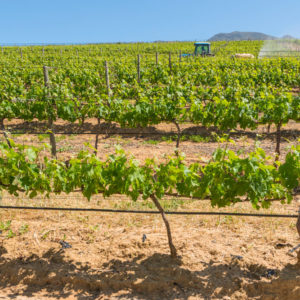 Farm & Agriculture Photographer_Cape Town_42