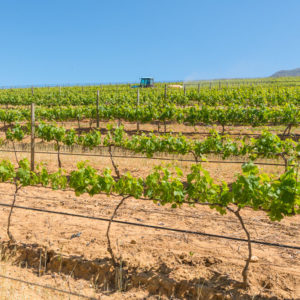 Farm & Agriculture Photographer_Cape Town_42