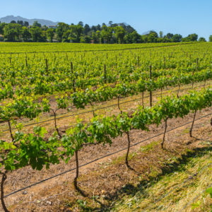 Farm & Agriculture Photographer_Cape Town_42