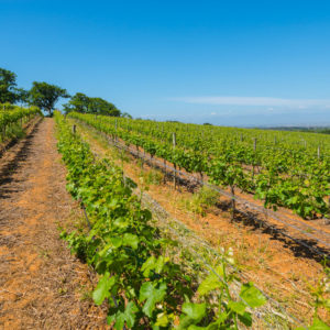 Farm & Agriculture Photographer_Cape Town_42