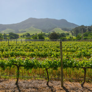 Farm & Agriculture Photographer_Cape Town_42