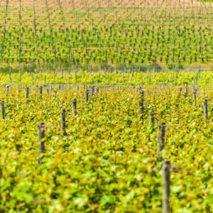 Farm & Agriculture Photographer_Cape Town_42