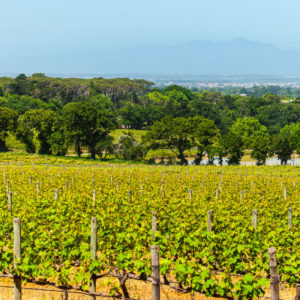 Farm & Agriculture Photographer_Cape Town_42