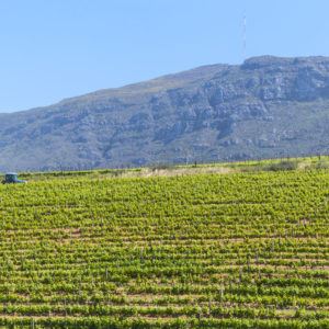 Farm & Agriculture Photographer_Cape Town_42