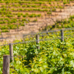 Farm & Agriculture Photographer_Cape Town_42