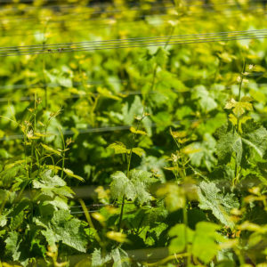 Farm & Agriculture Photographer_Cape Town_42